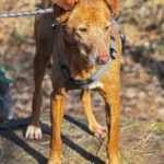 Podenco Canela, 02/2015, ca. 40 cm, 24558 Henstedt Ulzburg