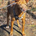 Podenco Canela, 02/2015, ca. 40 cm, 24558 Henstedt Ulzburg