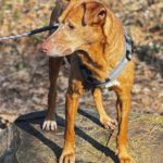 Podenco Canela, 02/2015, ca. 40 cm, 24558 Henstedt Ulzburg