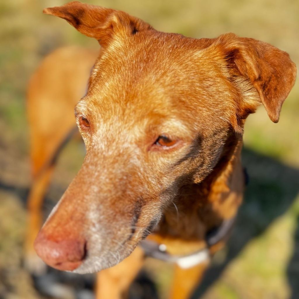 Podenco Canela, 02/2015, ca. 40 cm, 24558 Henstedt Ulzburg