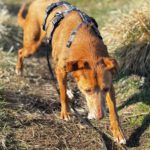 Podenco Canela, 02/2015, ca. 40 cm, 24558 Henstedt Ulzburg