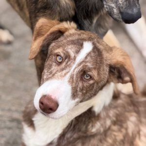 Collie Galgo Mischling Carl, 10/2025, Endgröße ca. 60 cm