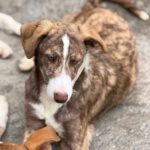 Collie Galgo Mischling Carl, 10/2025, Endgröße ca. 60 cm