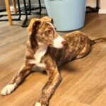 Collie Galgo Mischling Carl, 10/2025, Endgröße ca. 60 cm