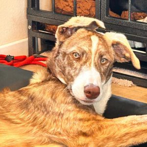 Collie Galgo Mischling Carl, 10/2025, Endgröße ca. 60 cm