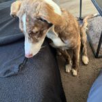 Collie Galgo Mischling Carl, 10/2025, Endgröße ca. 60 cm