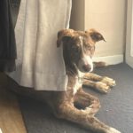 Collie Galgo Mischling Carl, 10/2025, Endgröße ca. 60 cm