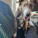 Collie Galgo Mischling Carl, 10/2025, Endgröße ca. 60 cm