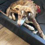 Collie Galgo Mischling Carl, 10/2025, Endgröße ca. 60 cm