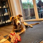 Collie Galgo Mischling Carl, 10/2025, Endgröße ca. 60 cm