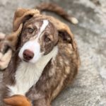 Collie Galgo Mischling Carl, 10/2025, Endgröße ca. 60 cm