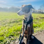 Collie Galgo Mischling Carl, 10/2025, Endgröße ca. 60 cm