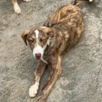 Collie Galgo Mischling Carl, 10/2025, Endgröße ca. 60 cm