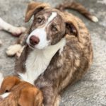 Collie Galgo Mischling Carl, 10/2025, Endgröße ca. 60 cm