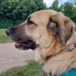 Mischling Carlos, 07/2029, ca. 68 cm, 47445 Moers