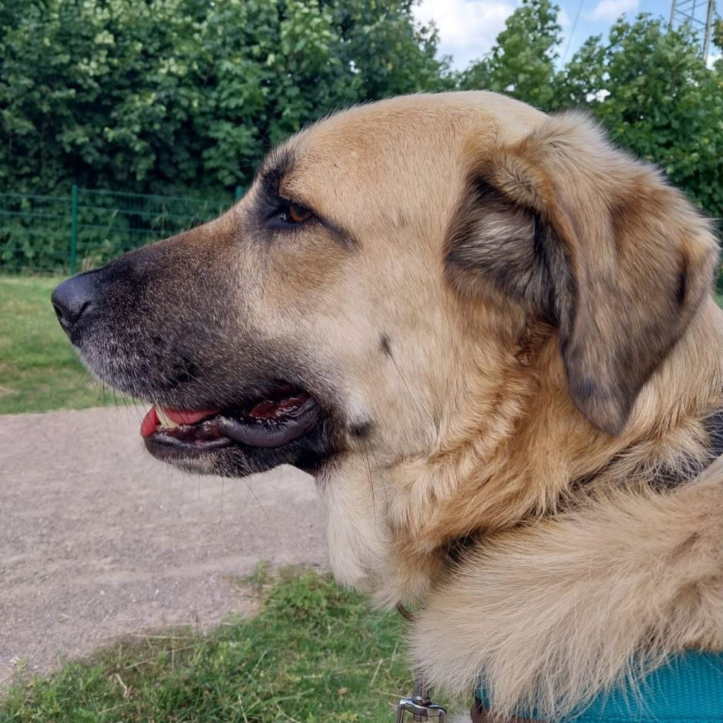 Mischling Carlos, 07/2029, ca. 68 cm, 47445 Moers