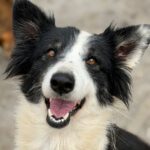 Border Collie Caya, 03/2021, ca. 50 cm