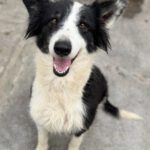 Border Collie Caya, 03/2021, ca. 50 cm