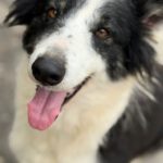 Border Collie Caya, 03/2021, ca. 50 cm