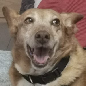 Podenco Chispi, 09/2013, ca. 43 cm, 66571 Eppelborn