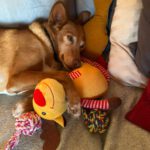 Podenco Chispi, 09/2013, ca. 43 cm, 66571 Eppelborn