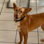 Podenco Chispi, 09/2013, ca. 43 cm, 66571 Eppelborn