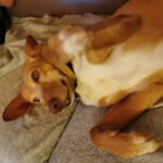 Podenco Chispi, 09/2013, ca. 43 cm, 66571 Eppelborn