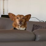 Podenco Chispi, 09/2013, ca. 43 cm, 66571 Eppelborn