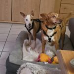 Podenco Chispi, 09/2013, ca. 43 cm, 66571 Eppelborn