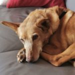 Podenco Chispi, 09/2013, ca. 43 cm, 66571 Eppelborn