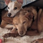 Podenco Chispi, 09/2013, ca. 43 cm, 66571 Eppelborn