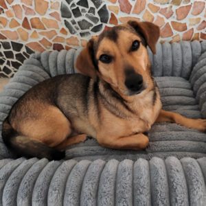 Mischling Chochko,12/2022, ca. 30 cm, 30539 Hannover