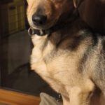 Mischling Chochko,12/2022, ca. 30 cm, 30539 Hannover