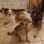 Mischling Chochko,12/2022, ca. 30 cm, 30539 Hannover