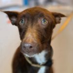 Podenco Chocolate, 03/2025, Endgröße ca. 60 cm