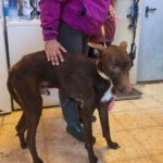 Podenco Chocolate, 03/2025, Endgröße ca. 60 cm