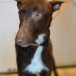 Podenco Chocolate, 03/2025, Endgröße ca. 60 cm