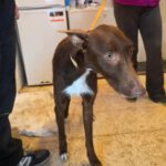 Podenco Chocolate, 03/2025, Endgröße ca. 60 cm