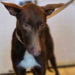 Podenco Chocolate, 03/2025, Endgröße ca. 60 cm