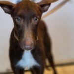 Podenco Chocolate, 03/2025, Endgröße ca. 60 cm