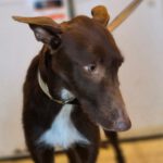 Podenco Chocolate, 03/2025, Endgröße ca. 60 cm