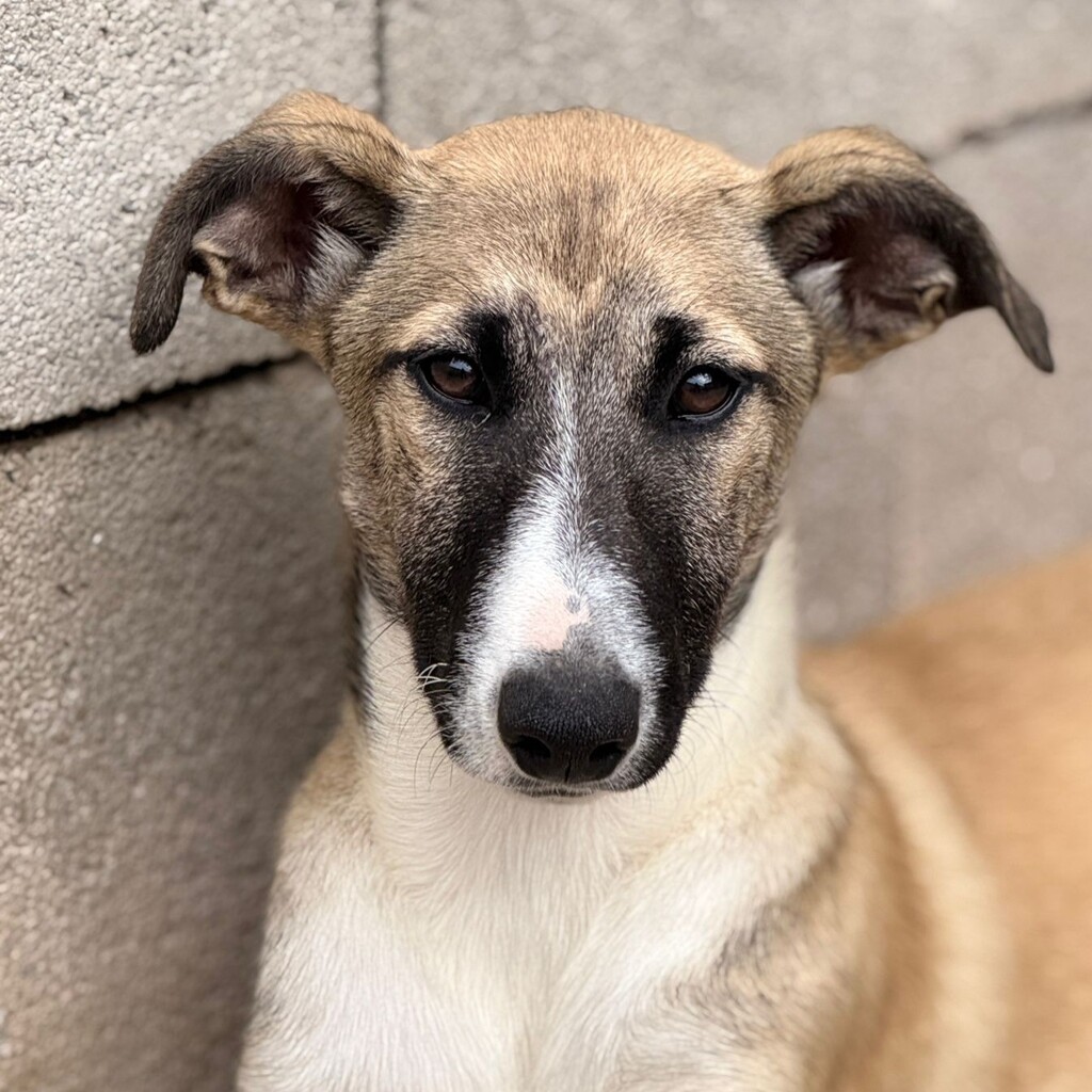 Collie-Galgo-Mischling Chole, 10/2025, Endgröße ca. 57 cm