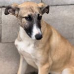 Collie-Galgo-Mischling Chole, 10/2025, Endgröße ca. 57 cm