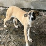 Collie-Galgo-Mischling Chole, 10/2025, Endgröße ca. 57 cm