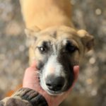 Collie-Galgo-Mischling Chole, 10/2025, Endgröße ca. 57 cm