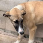 Collie-Galgo-Mischling Chole, 10/2025, Endgröße ca. 57 cm