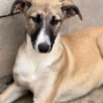 Collie-Galgo-Mischling Chole, 10/2025, Endgröße ca. 57 cm