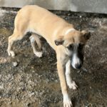 Collie-Galgo-Mischling Chole, 10/2025, Endgröße ca. 57 cm