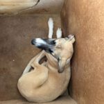 Collie-Galgo-Mischling Chole, 10/2025, Endgröße ca. 57 cm