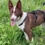 Podenco Christine, 02/2025, ca. 45 cm